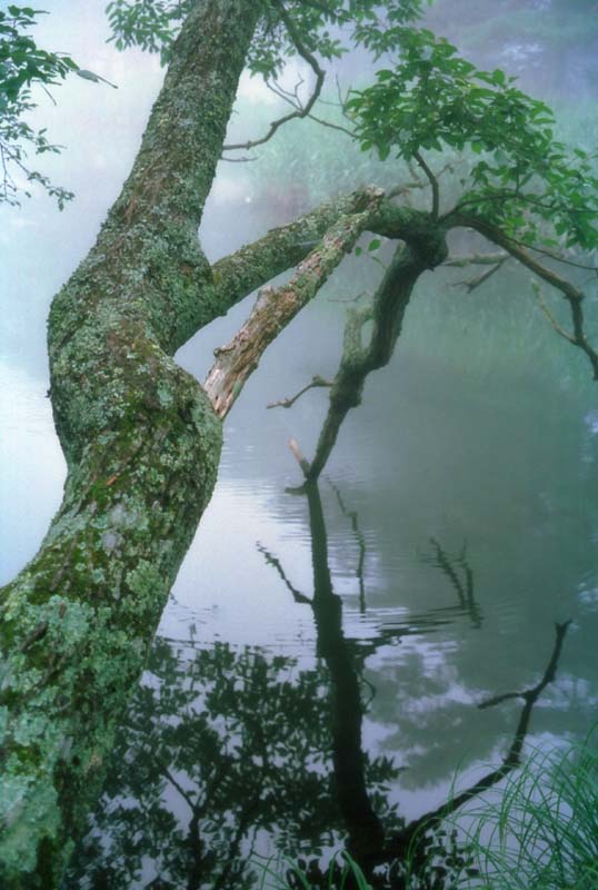 photo,material,free,landscape,picture,stock photo,Creative Commons,Touching the surface, pond, water surface, branch, 