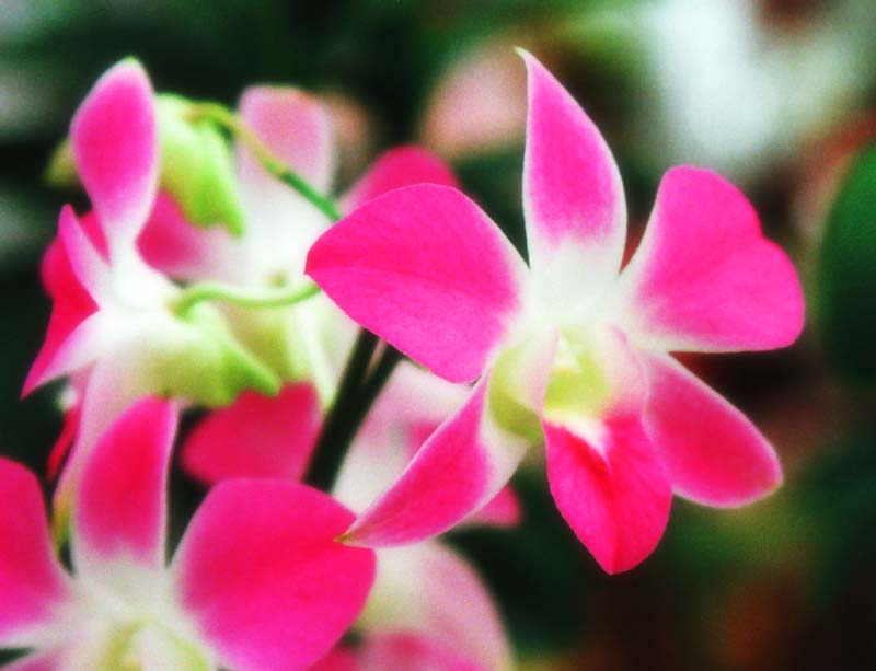 fotografia, materiale, libero il panorama, dipinga, fotografia di scorta,Fiori di orchidea rossi, rosso, , , 