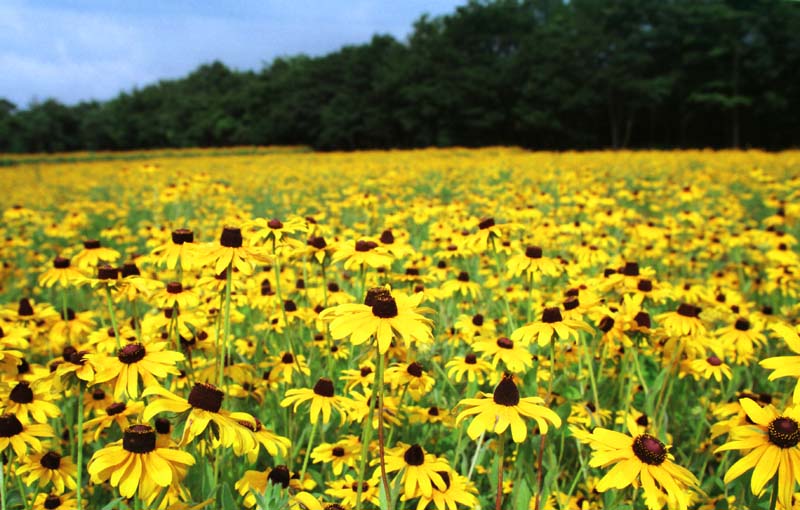 fotografia, materiale, libero il panorama, dipinga, fotografia di scorta,Campo giallo, giallo, , , 