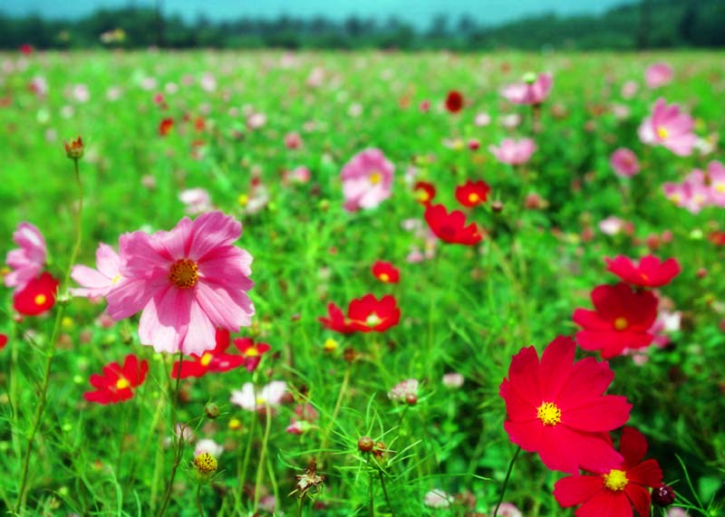 Foto, materieel, vrij, landschap, schilderstuk, bevoorraden foto,Kosmos veld, Rood, Rose, , 