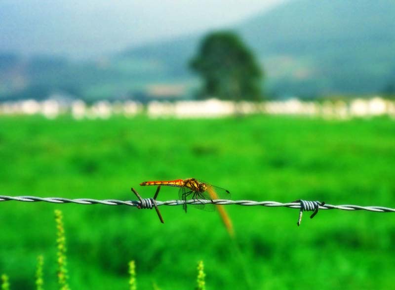 Foto, materiell, befreit, Landschaft, Bild, hat Foto auf Lager,Stacheldraht in Sommer, grn, Antenne, , 