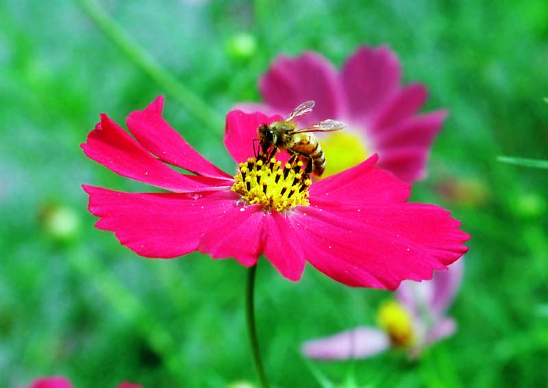 foto,tela,gratis,paisaje,fotografa,idea,Almuerzo de la abeja, Cielo, Antena, , 