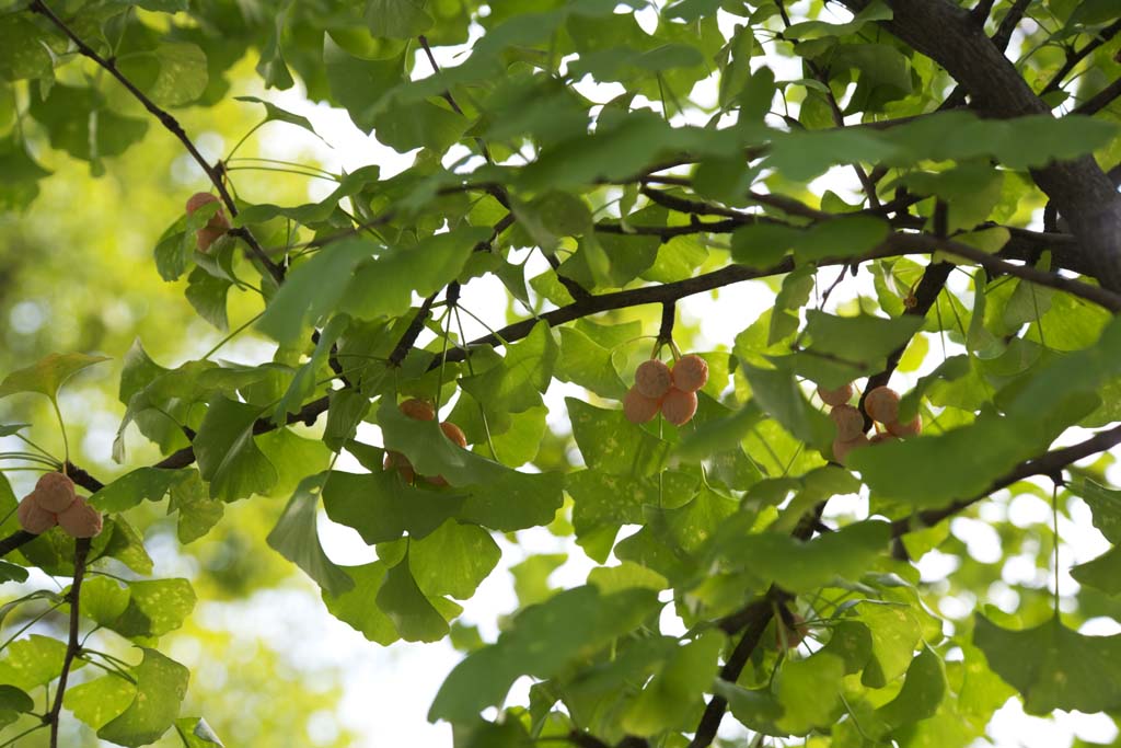 Foto, materieel, vrij, landschap, schilderstuk, bevoorraden foto,De ginkgo welk verbouwt, Ginkgo, , , 