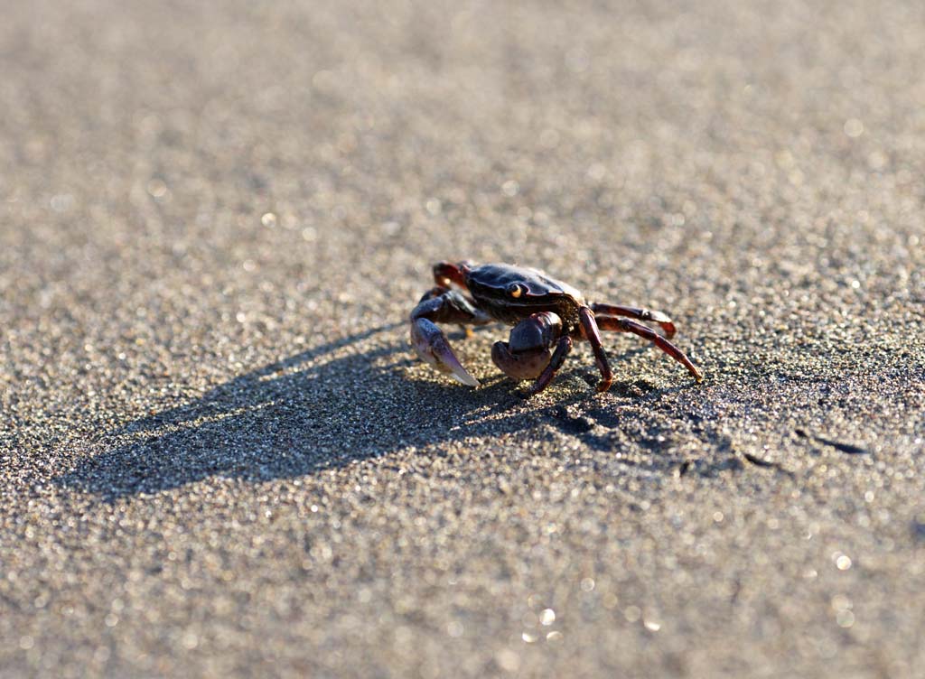 Foto, materieel, vrij, landschap, schilderstuk, bevoorraden foto,Sand krabben, Krab, , , Afschaduwing