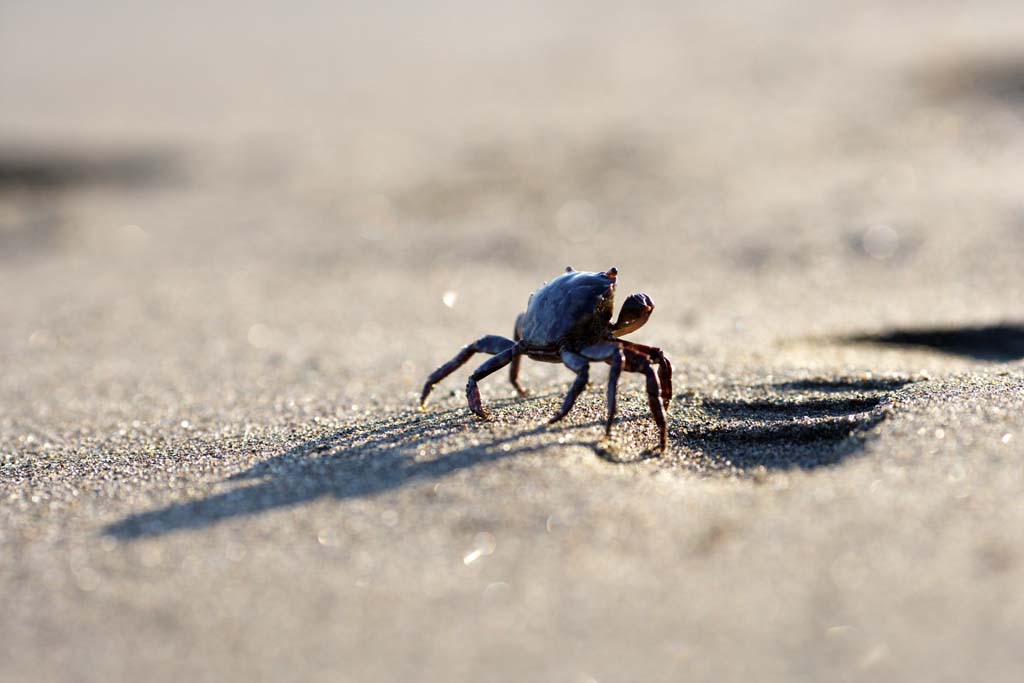 Foto, materieel, vrij, landschap, schilderstuk, bevoorraden foto,Sand krabben, Krab, , , Afschaduwing