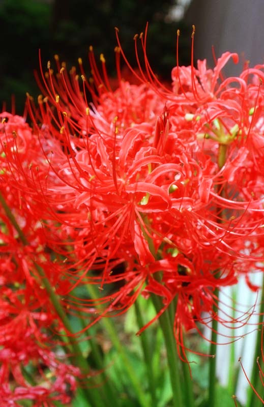 Foto, materieel, vrij, landschap, schilderstuk, bevoorraden foto,Karmijnrood bundelen-amaryllis, Rood, , , 