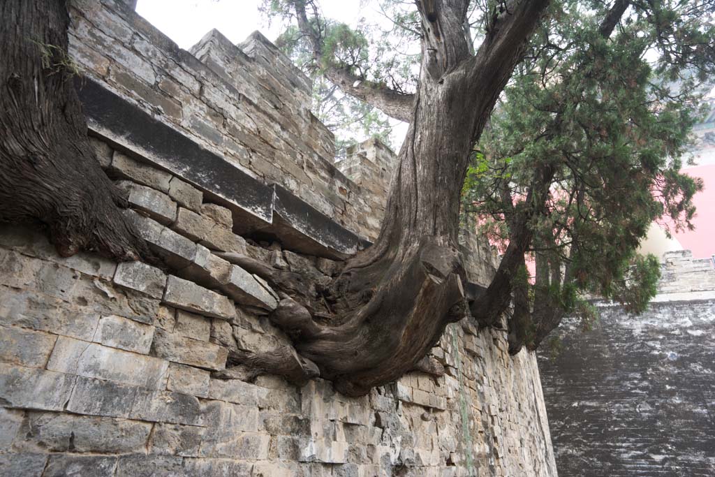 photo,material,free,landscape,picture,stock photo,Creative Commons,Ling constant Ishigaki, Ishigaki, Wall, Trees, World Heritage