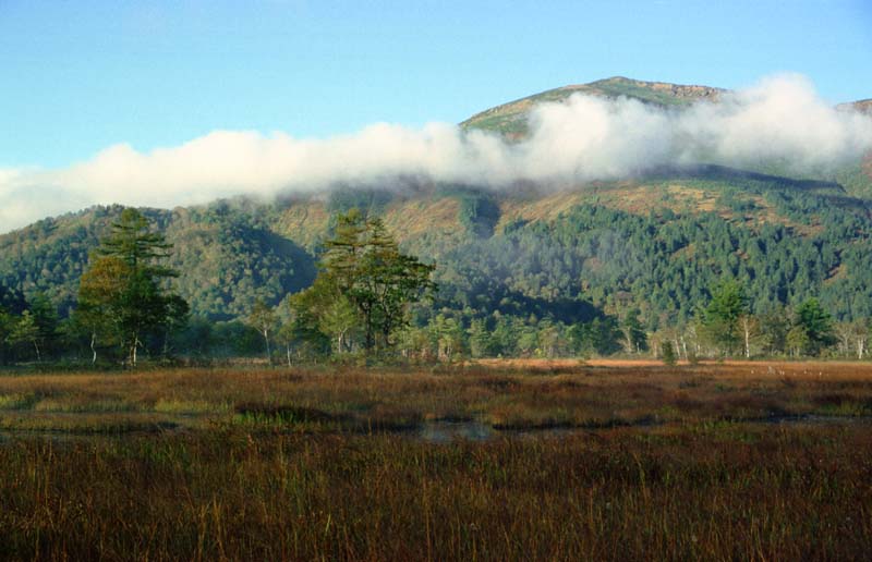 photo, la matire, libre, amnage, dcrivez, photo de la rserve,Mt. Shibutsu et nuage, nuage, arbre, montagne, brouillard