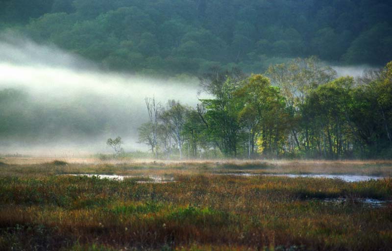 photo, la matire, libre, amnage, dcrivez, photo de la rserve,Vie avec brouillard, tang, arbre, montagne, brouillard