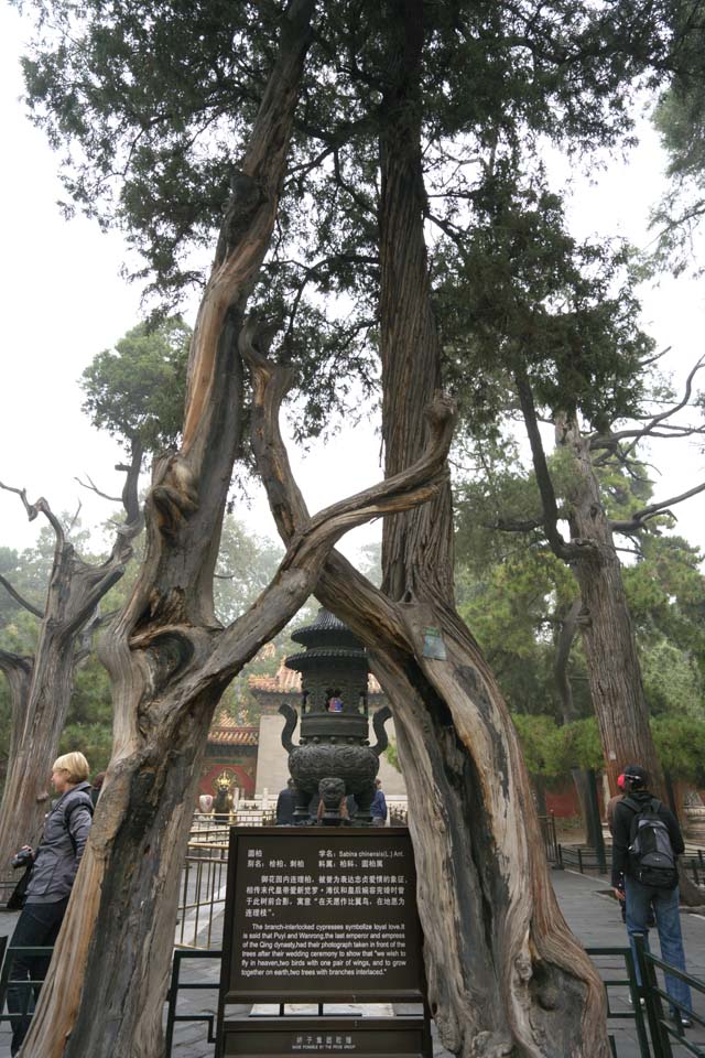 Foto, materieel, vrij, landschap, schilderstuk, bevoorraden foto,Kashiwa Verboden Stad yen, Wierookvat, , , Wereld Heritage