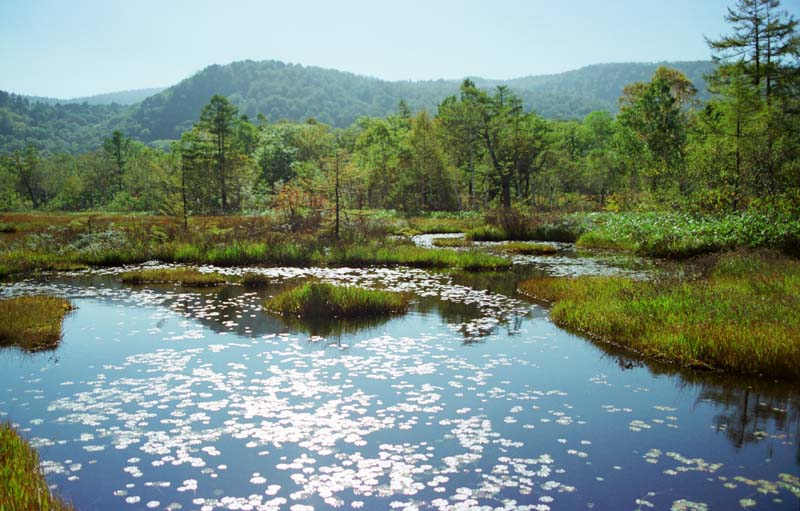 photo,material,free,landscape,picture,stock photo,Creative Commons,Scene of Oze, pond, tree, mountain, 