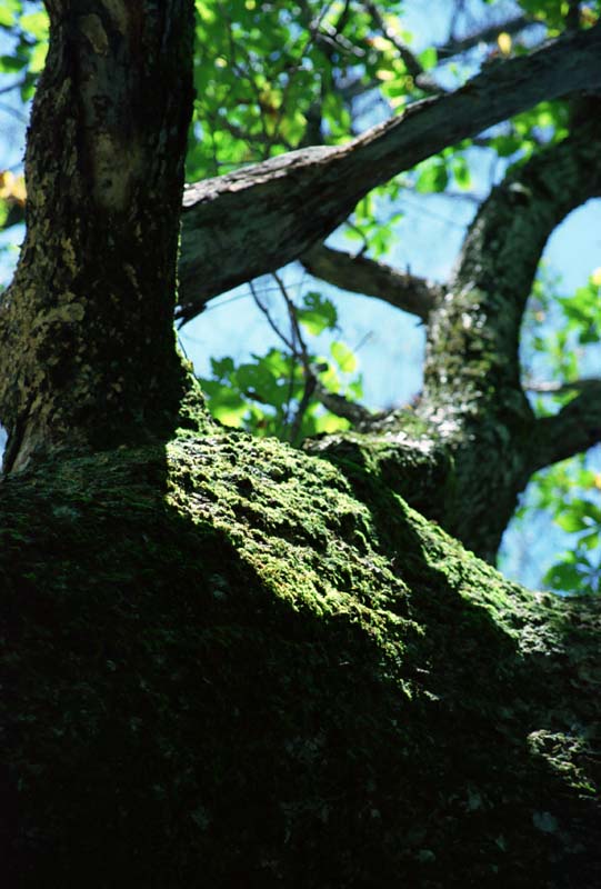 Foto, materiell, befreit, Landschaft, Bild, hat Foto auf Lager,Moosbedeckter alter Baum, Rinde des Baumes, Zweig, Stamm, 