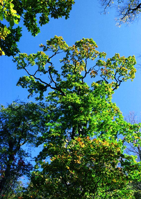 photo,material,free,landscape,picture,stock photo,Creative Commons,Tree striving to grow, green, branch, , 