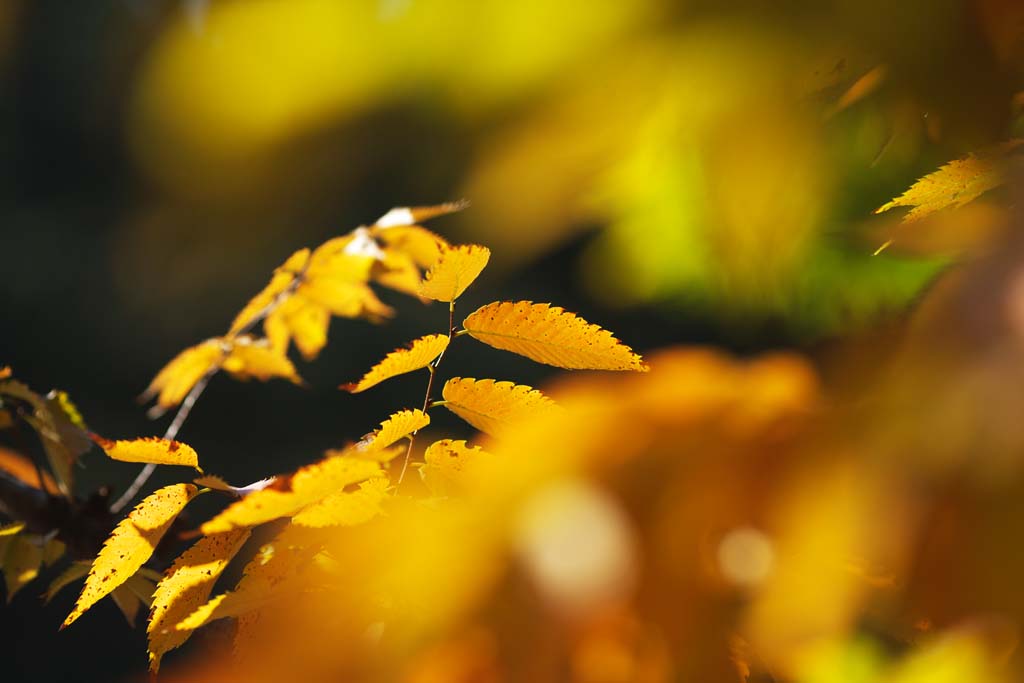 fotografia, materiale, libero il panorama, dipinga, fotografia di scorta,Zelkova modificando i colori, Giallo, Foglie, Vena di foglia, Colore di autunno