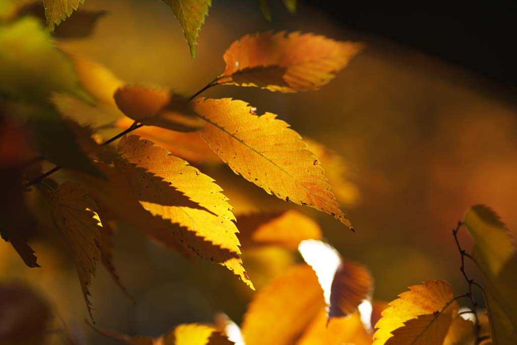 Foto, materieel, vrij, landschap, schilderstuk, bevoorraden foto,Zelkova veranderende kleuren, Geel, Verloven, Vel ader, Herfst kleur