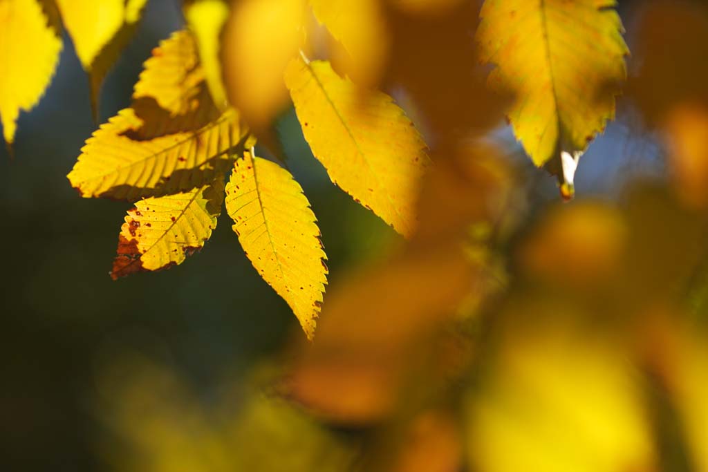 photo, la matire, libre, amnage, dcrivez, photo de la rserve,Zelkova en modifiant les couleurs,, Jaune, Feuilles, Veine de la feuille, Couleur de l'automne