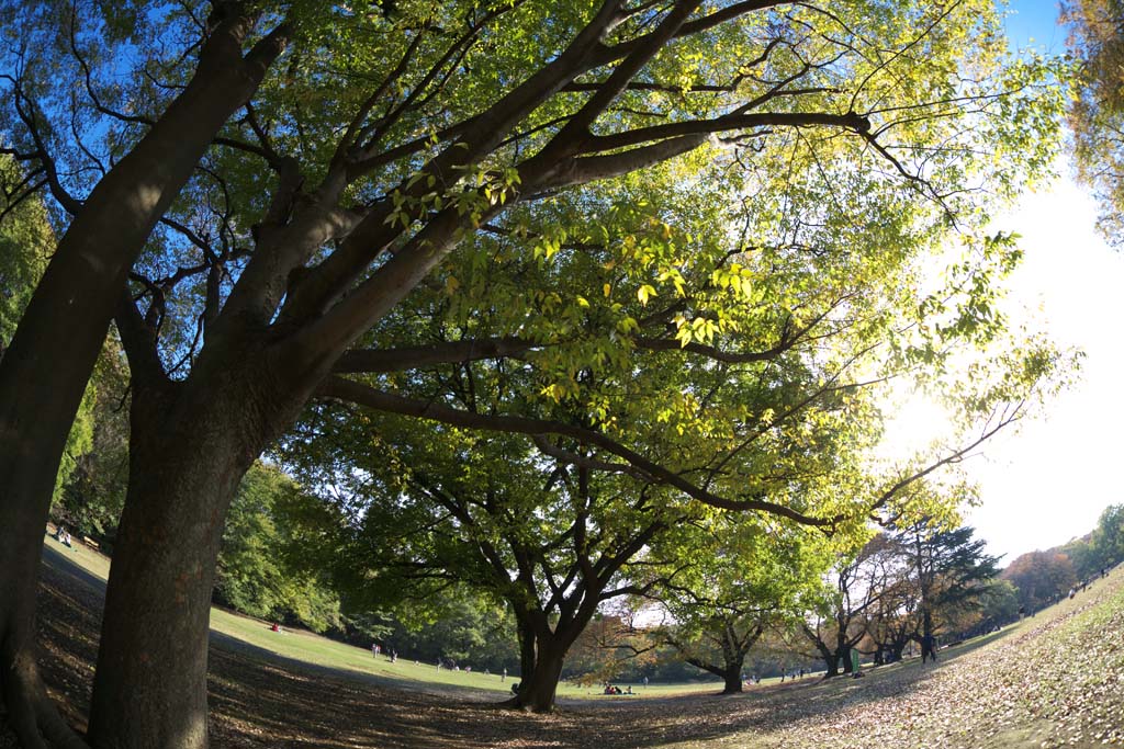 photo,material,free,landscape,picture,stock photo,Creative Commons,Autumn Park, Blue sky, Grass, Trees, Autumn leaves