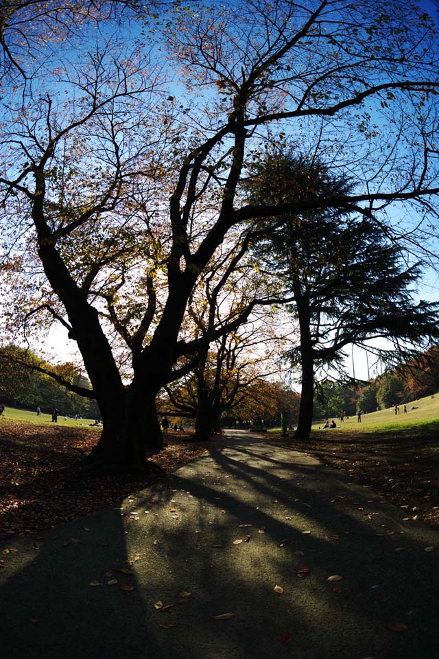 photo, la matire, libre, amnage, dcrivez, photo de la rserve,Automne Park, Ciel bleu, Grass, Arbres, Feuilles de l'automne