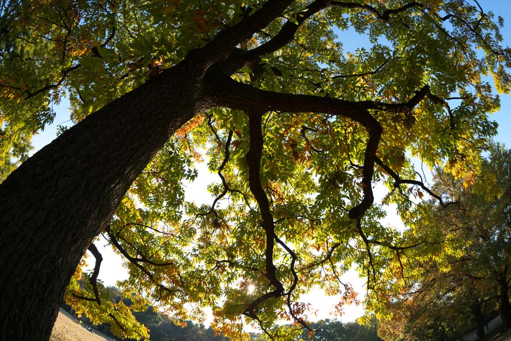 fotografia, materiale, libero il panorama, dipinga, fotografia di scorta,Autunno Park, Cielo blu, , , Foglie di autunno