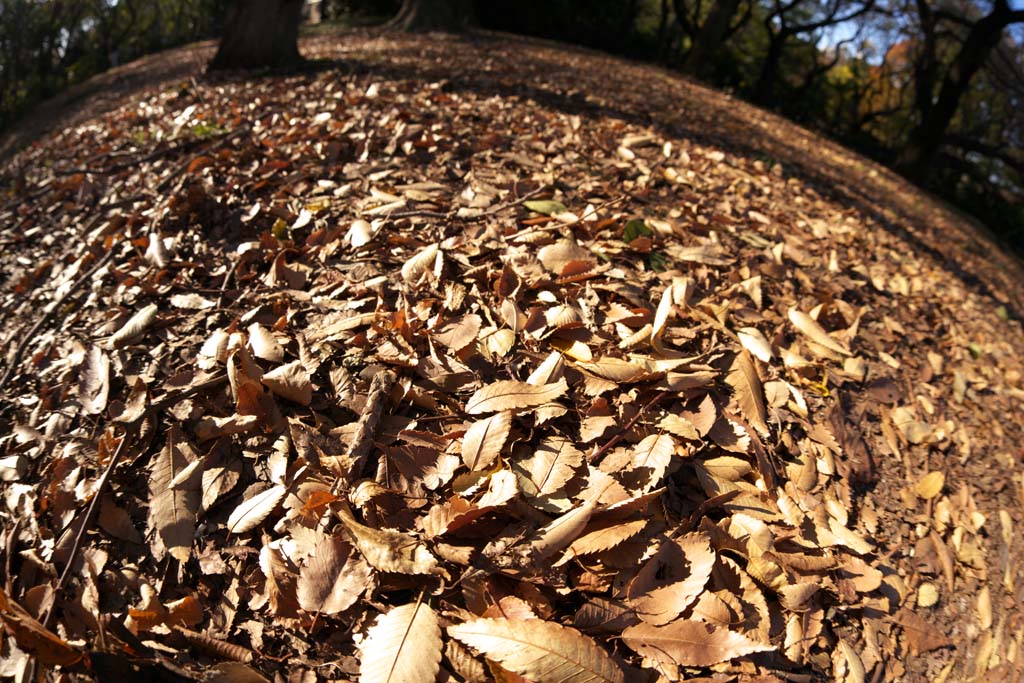 photo, la matire, libre, amnage, dcrivez, photo de la rserve,Automne Park, Feuilles baisses, Dfoliation, Arbres, Terre