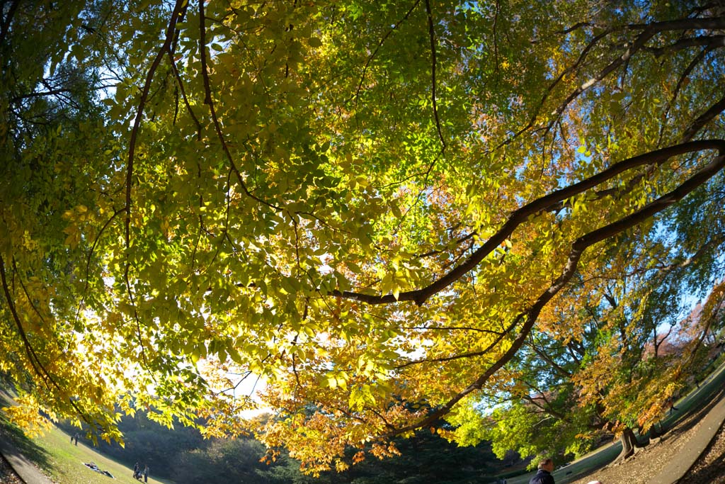 Foto, materieel, vrij, landschap, schilderstuk, bevoorraden foto,Zelkova veranderende kleuren, Geel, Verloven, Aftakking, Herfst kleur