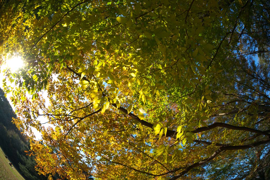 fotografia, material, livra, ajardine, imagine, proveja fotografia,Zelkova alterando as cores, Amarelo, Folhas, Filial, Cor de outono