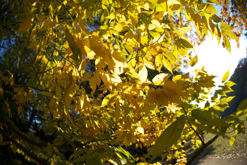 photo, la matire, libre, amnage, dcrivez, photo de la rserve,Zelkova en modifiant les couleurs,, Jaune, Feuilles, Branche, Couleur de l'automne