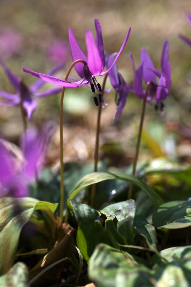 photo, la matire, libre, amnage, dcrivez, photo de la rserve,Japonais du chien dent fleurs violet, Erythronium, , Ken Kyoko, 