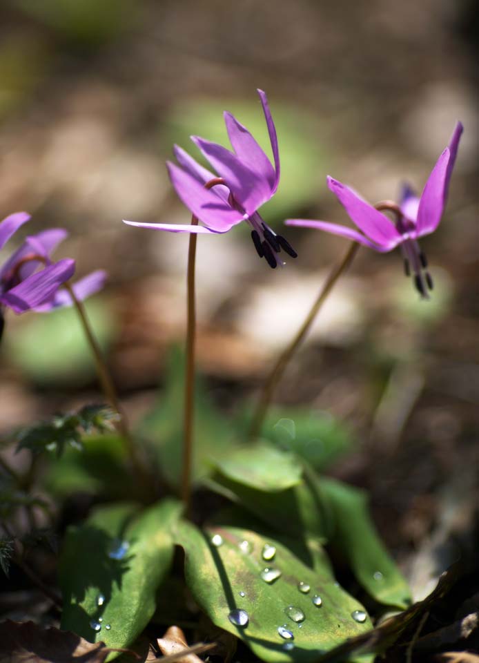 photo, la matire, libre, amnage, dcrivez, photo de la rserve,Japonais du chien dent fleurs violet, Erythronium, , Ken Kyoko, 