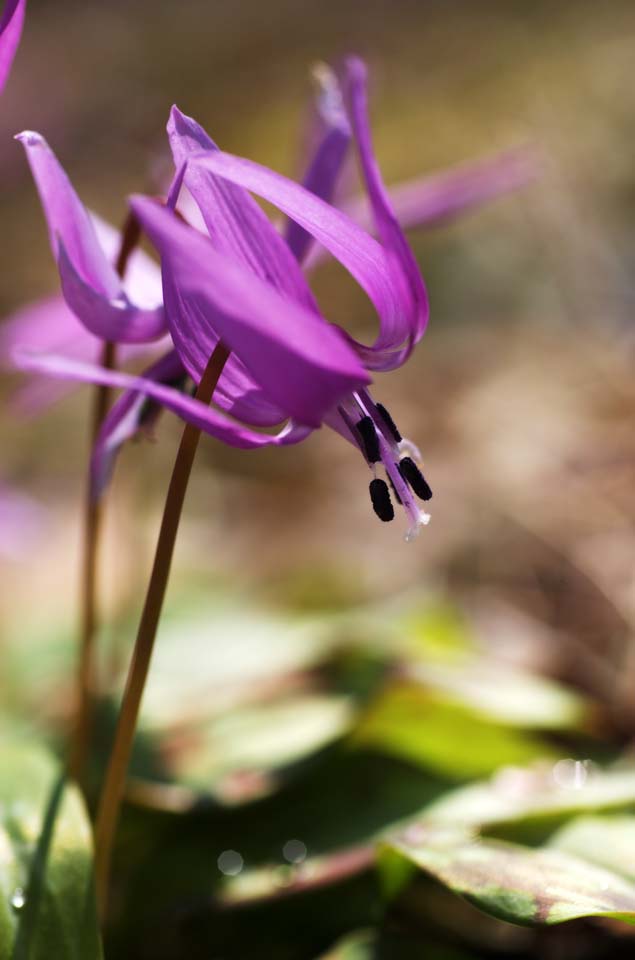 photo,material,free,landscape,picture,stock photo,Creative Commons,Japanese dog's tooth violet flowers, Erythronium, , Ken Kyoko, 