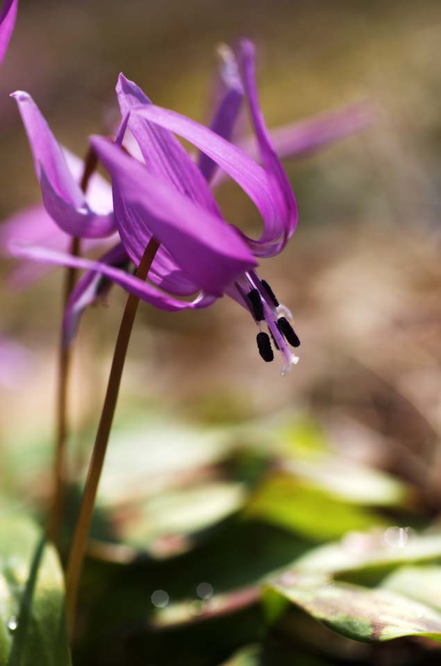 fotografia, material, livra, ajardine, imagine, proveja fotografia,Japons co do dente flores violeta, Erythronium, , Ken Kyoko, 