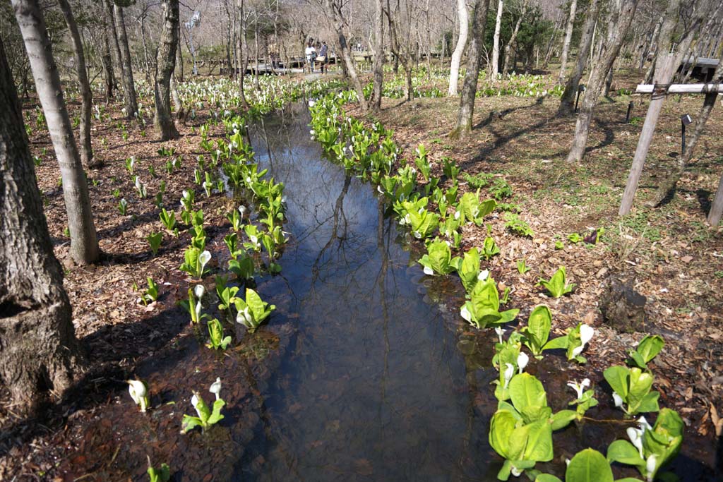 fotografia, materiale, libero il panorama, dipinga, fotografia di scorta,Skunk Cavolo Waterside, Arum bianco, A zenzero tropicale, Lasci a zero punti cavolo cappuccio, Terreno paludoso