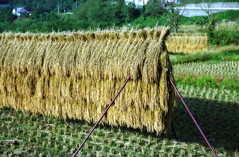 Foto, materiell, befreit, Landschaft, Bild, hat Foto auf Lager,Ernte von diesem Jahr, Reis, , Reisfeld, Ernte