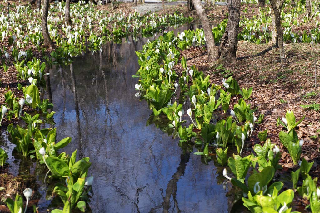 photo, la matire, libre, amnage, dcrivez, photo de la rserve,Skunk chou Waterside, Arum blanc, Au gingembre tropique, Chou du putois, Terrain marcageux