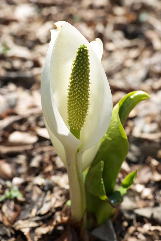 fotografia, materiale, libero il panorama, dipinga, fotografia di scorta,Skunk cavolo cappuccio bianco, Arum bianco, A zenzero tropicale, Lasci a zero punti cavolo cappuccio, Terreno paludoso