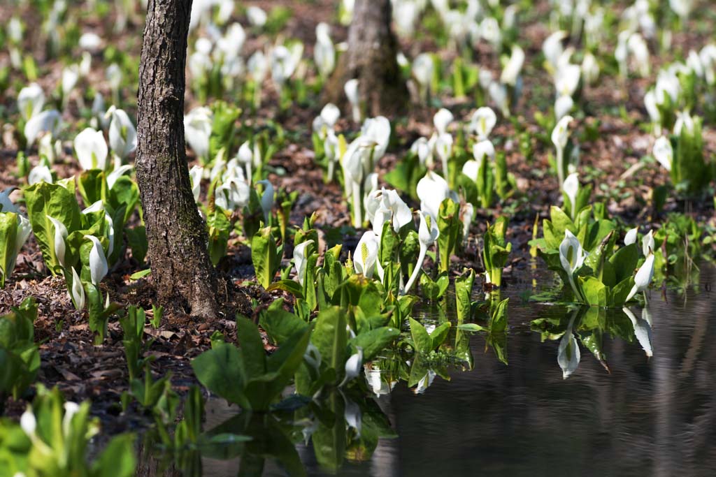 photo, la matire, libre, amnage, dcrivez, photo de la rserve,Skunk chou Waterside, Arum blanc, Au gingembre tropique, Chou du putois, Terrain marcageux