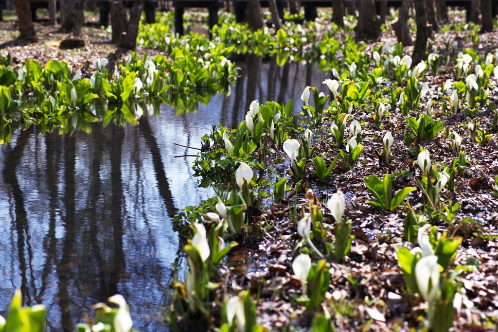 Foto, materiell, befreit, Landschaft, Bild, hat Foto auf Lager,Stinktierkohlkopf Waterside, Weier Arum, Zu tropischem Ingwer, Stinktierkohlkopf, Sumpfland