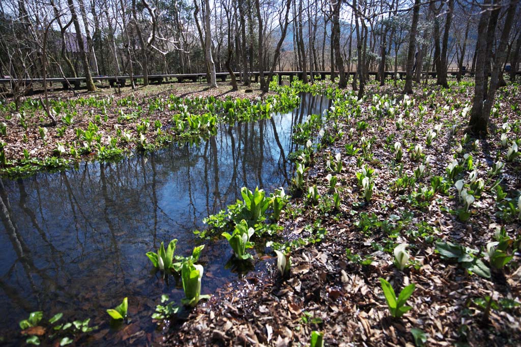 Foto, materiell, befreit, Landschaft, Bild, hat Foto auf Lager,Stinktierkohlkopf Waterside, Weier Arum, Zu tropischem Ingwer, Stinktierkohlkopf, Sumpfland