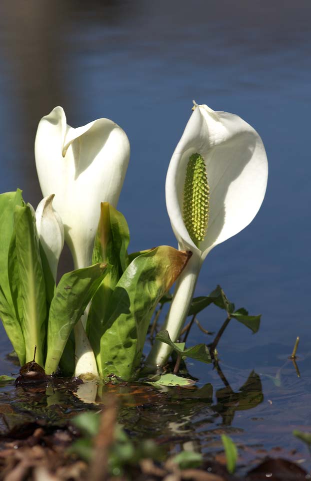 fotografia, materiale, libero il panorama, dipinga, fotografia di scorta,Skunk cavolo cappuccio bianco, Arum bianco, A zenzero tropicale, Lasci a zero punti cavolo cappuccio, Terreno paludoso