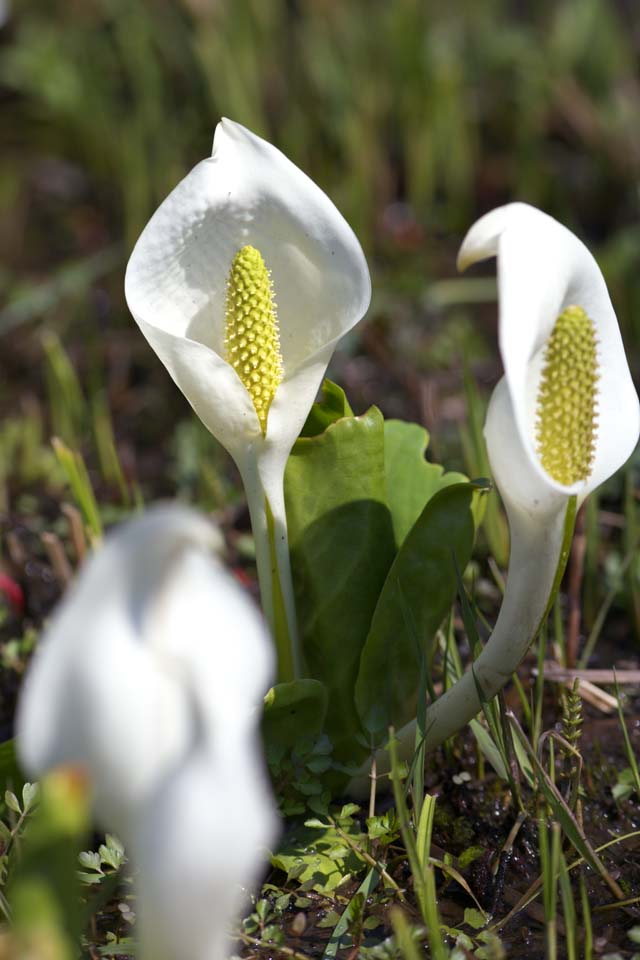 photo,material,free,landscape,picture,stock photo,Creative Commons,White Skunk Cabbage, White Arum, To tropical ginger, Skunk Cabbage, Marshland