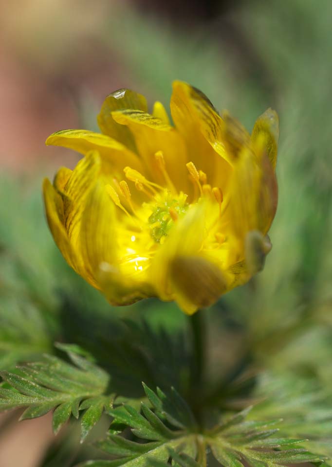 Foto, materiell, befreit, Landschaft, Bild, hat Foto auf Lager,Fernost Amur Adonis, GANJITSUSOU, Neujahr Gras, Gelb, Lassen Sie EFEMERARU los