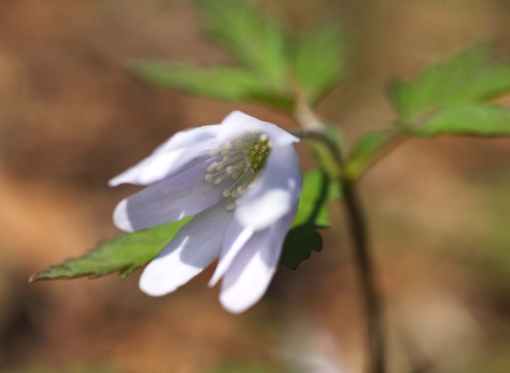 Foto, materiell, befreit, Landschaft, Bild, hat Foto auf Lager,Lila Blten, Lassen Sie Blumen los, Bltenblatt, Aufnahme, Staubblatt