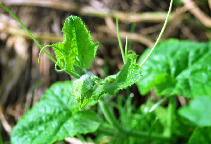 photo,material,free,landscape,picture,stock photo,Creative Commons,Growing vine, vegetable, green, , 