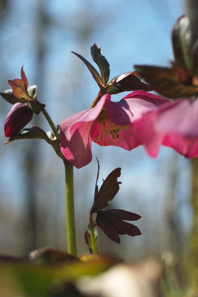 Foto, materiell, befreit, Landschaft, Bild, hat Foto auf Lager,Christmas Rose, Lassen Sie Blumen los, Bltenblatt, HEREBORASU, Ranunculaceae