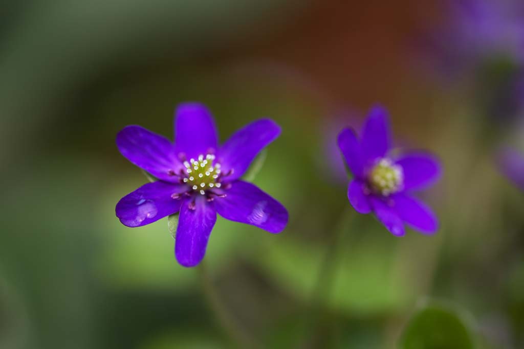 fotografia, material, livra, ajardine, imagine, proveja fotografia,Roxo e azul flores, Flores de Primavera, Ptala, Objeto pegado, Estame