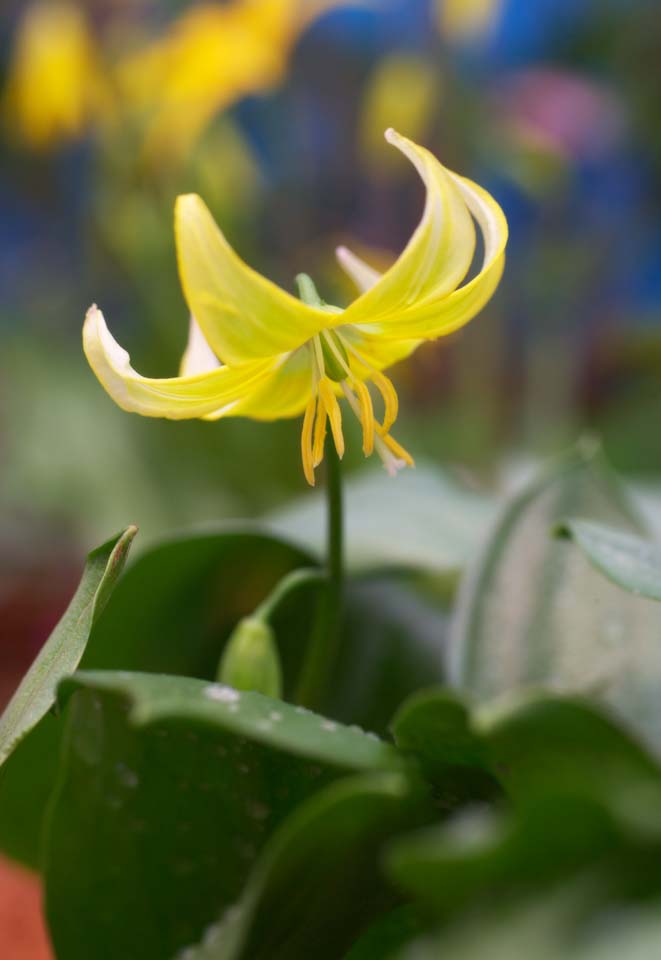 photo,material,free,landscape,picture,stock photo,Creative Commons,KIBANAKATAKURI, Spring Flowers, Petal, Yellow, 