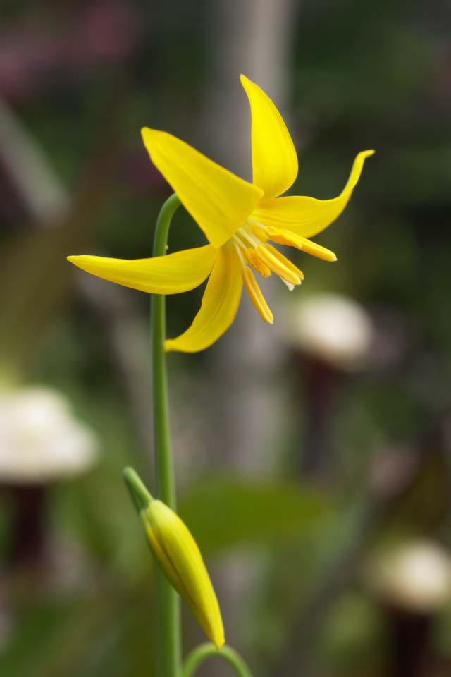 foto,tela,gratis,paisaje,fotografa,idea,KIBANAKATAKURI, Flores de primavera, Ptalo, Pngase amarillo, 