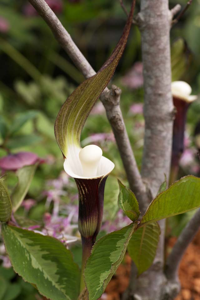 photo, la matire, libre, amnage, dcrivez, photo de la rserve,YUKIMOCHISOU, Fleurs du printemps, Marron, Balle blanche, Araceae