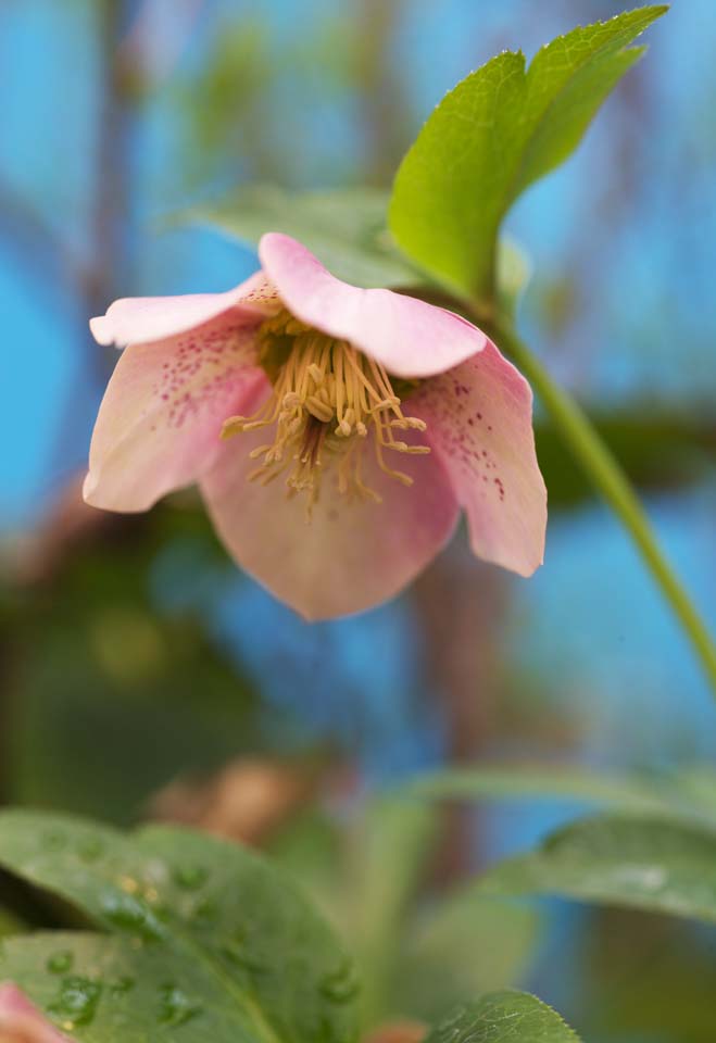 foto,tela,gratis,paisaje,fotografa,idea,Navidad rosa, Flores de primavera, Ptalo, HEREBORASU, Ranunculaceae