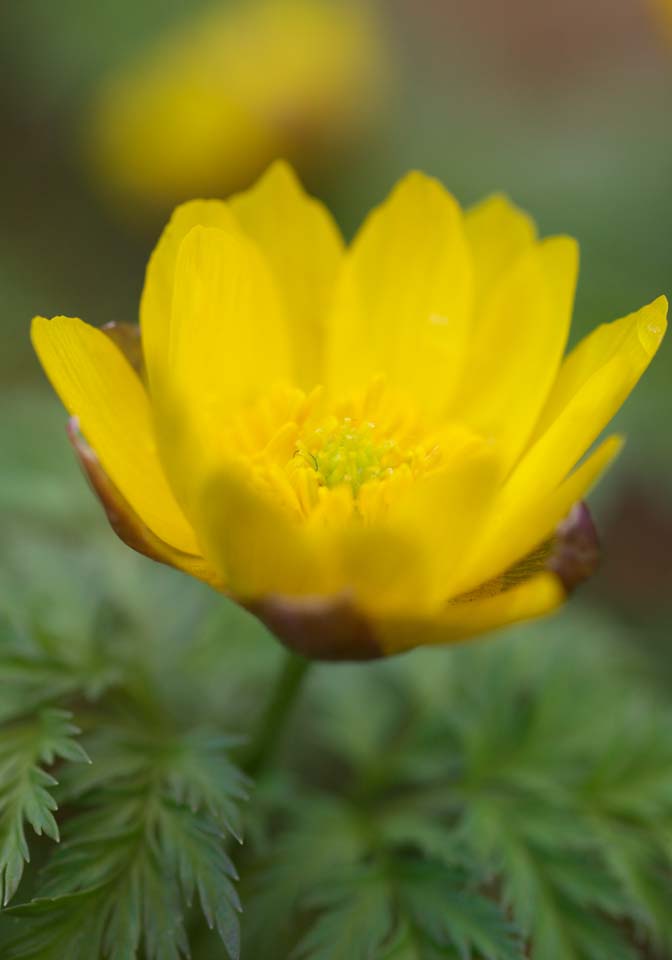 Foto, materiell, befreit, Landschaft, Bild, hat Foto auf Lager,Fernost Amur Adonis, GANJITSUSOU, Neujahr Gras, Gelb, Lassen Sie EFEMERARU los